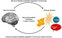 Interaction between the Immune system and the nervous system