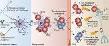 Neuroimmuno 2