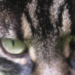 How cat dander causes allergy