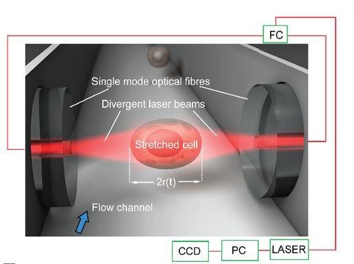 The principle and setup of the optical stretcher Clare Bryant and group in PNAS