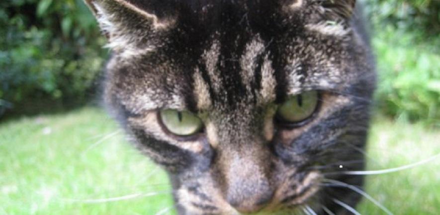 How cat dander causes allergy
