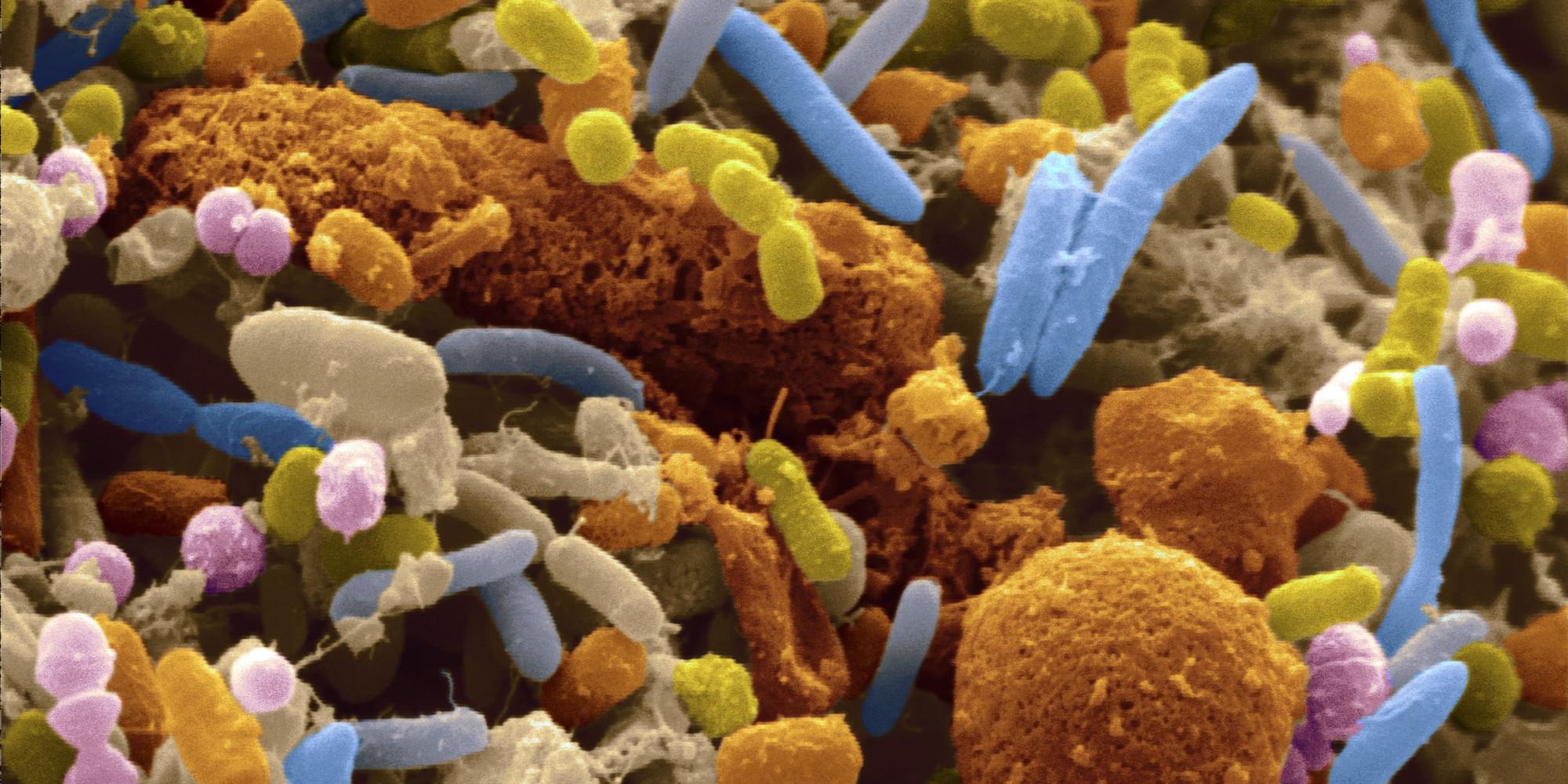 The gut microbiome Microbiotica, the latest spin-out from the Wellcome Trust Sanger Institute