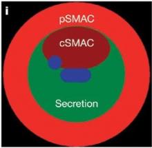 Dr Jane Stinchcombe's picture