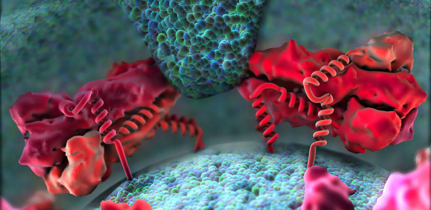 Artistic rendering of Dengue virus immediately prior to the fusion of the viral lipid membrane (bottom) to the endosomal membrane of the host cell (top). Two dengue virus envelope protein trimers are shown on either side of a nascent membrane fusion stalk