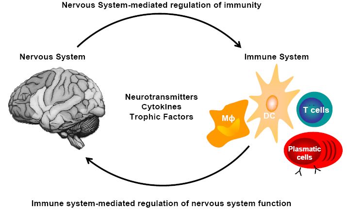 Interaction between the Immune system and the nervous system