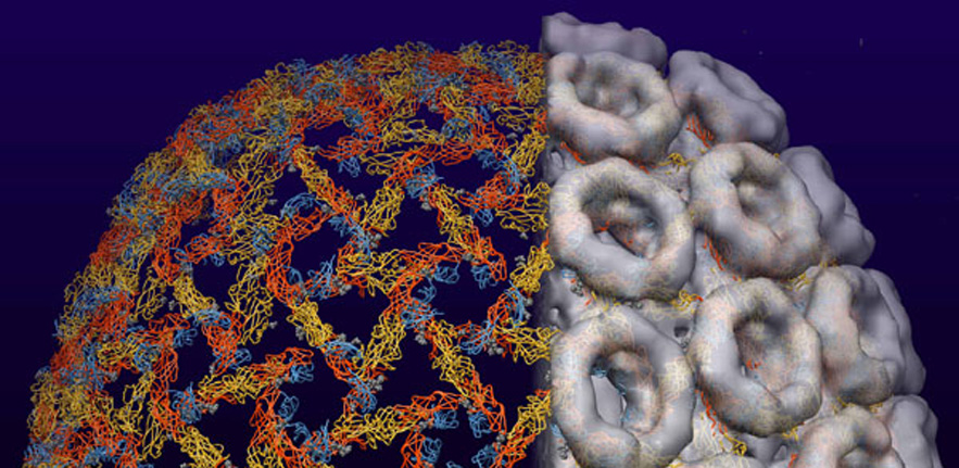 The crystal structure of the Gc envelope protein from Rift Valley fever virus (red, yellow and blue) fitted into an electron microscopy image reconstruction of the virus. Gc catalyzes the fusion of the viral and cellular membranes to deliver the viral gen