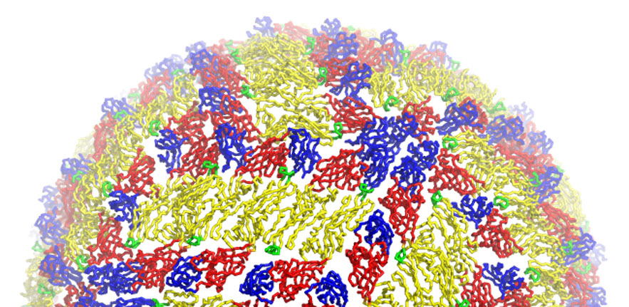 Atomic model of West Nile virus based on the crystal structure of the major envelope glycoprotein E and on an electron microscopy image reconstruction of the virus. Image created by Yorgo Modis.