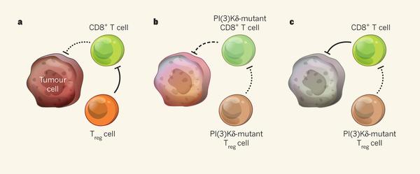 Inactivation of phosphoinositide-3-OH kinase δ as a possible cancer treatment in Nature this week