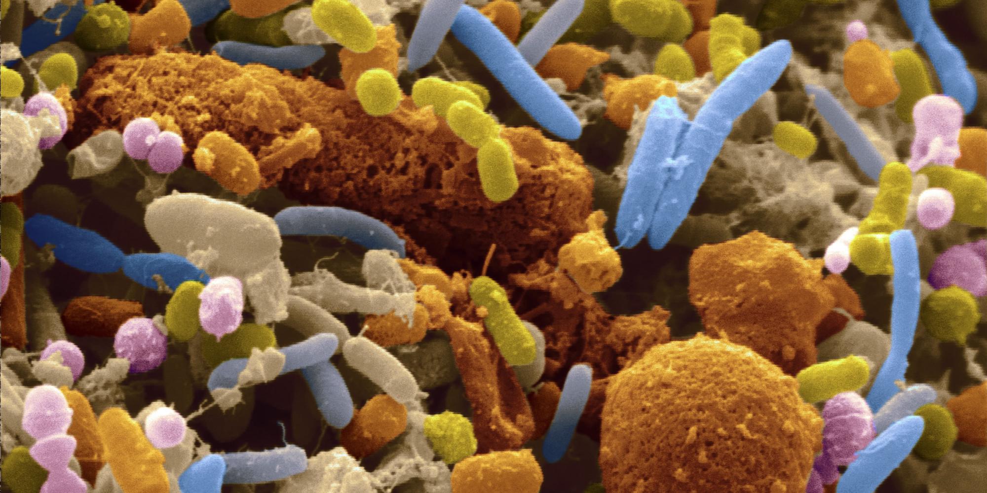 Microbiotica, the latest spin-out from the Wellcome Trust Sanger Institute